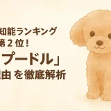 2025年!!獣医師が言う!! 小型犬知能ランキング第2位！「トイプードル」その理由を徹底解析