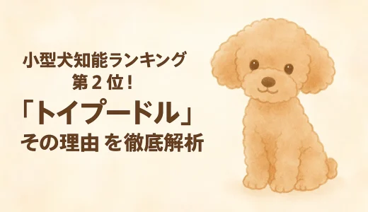2025年!!獣医師が言う!! 小型犬知能ランキング第2位！「トイプードル」その理由を徹底解析