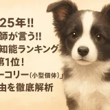 2025年!!獣医師が言う!! 小型犬知能ランキング第1位!「ボーダーコリー(小型個体)」その理由を徹底解析