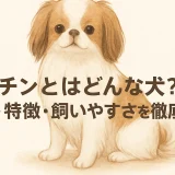 チンとはどんな犬？性格・特徴・飼いやすさを徹底解説
