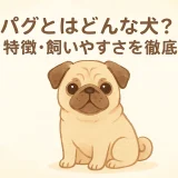 パグとはどんな犬？性格・特徴・飼いやすさを徹底解説