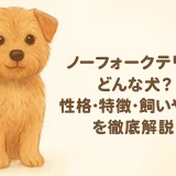 ノーフォークテリアとはどんな犬？性格・特徴・飼いやすさを徹底解説