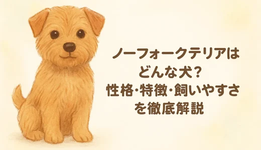 ノーフォークテリアとはどんな犬？性格・特徴・飼いやすさを徹底解説