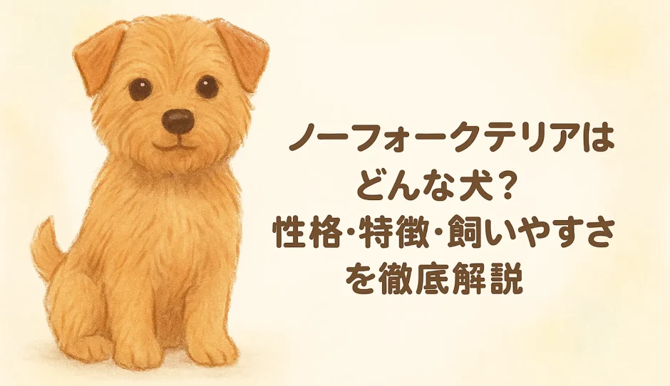 ノーフォークテリアとはどんな犬？性格・特徴・飼いやすさを徹底解説