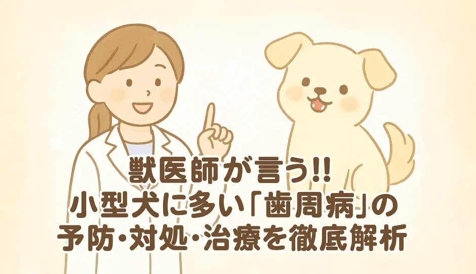 【最新】獣医師が言う!!小型犬に多い「歯周病」の予防･対処･治療を徹底解析