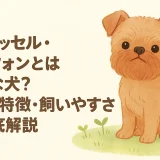 ブリュッセル・グリフォンとはどんな犬？性格・特徴・飼いやすさを徹底解説