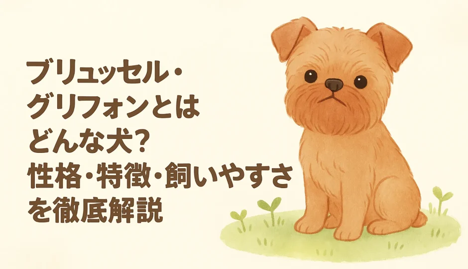 ブリュッセル・グリフォンとはどんな犬？性格・特徴・飼いやすさを徹底解説