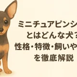 ミニチュアピンシャーとはどんな犬？性格・特徴・飼いやすさを徹底解説