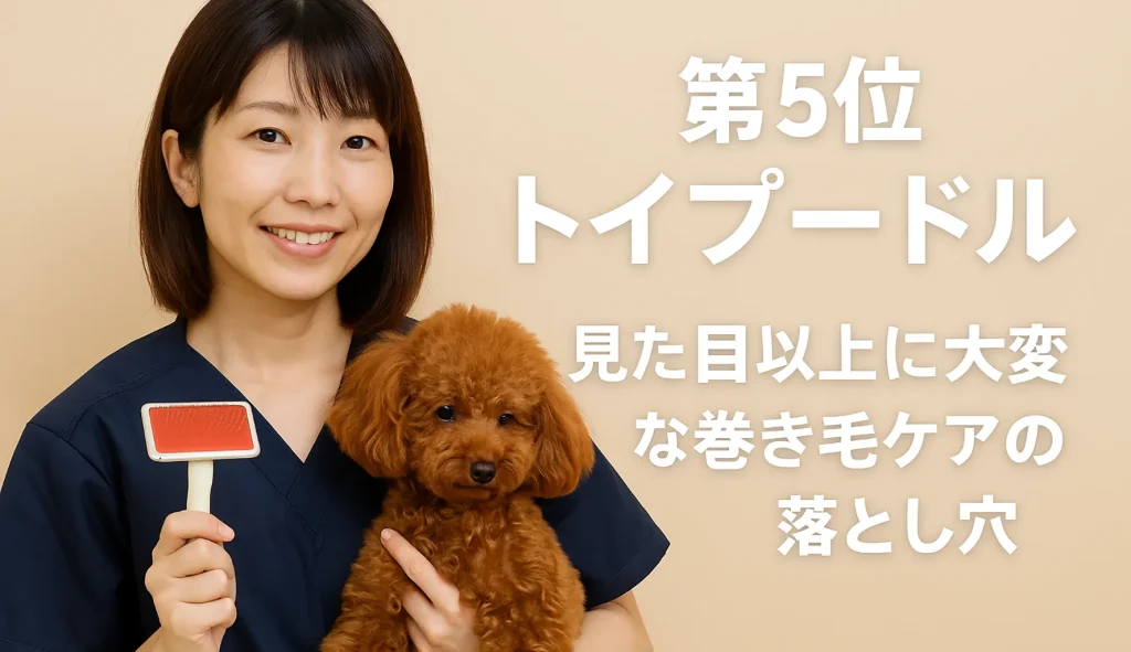 第5位 トイプードル|見た目以上に大変な巻き毛ケアの落とし穴