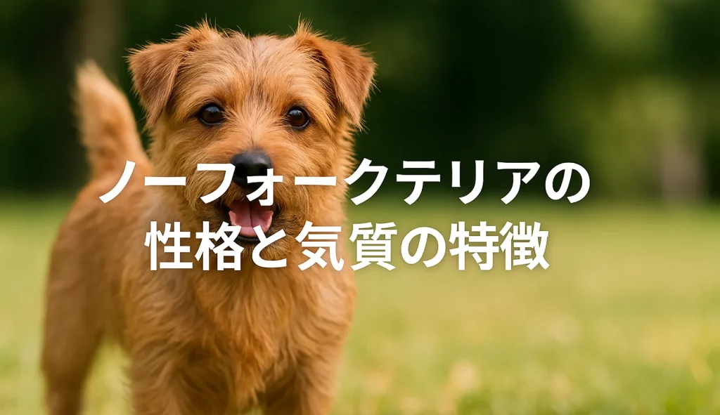 ノーフォークテリアの性格と気質の特徴
