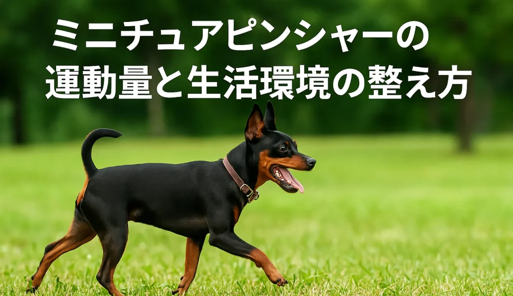 ミニチュアピンシャーの運動量と生活環境の整え方
