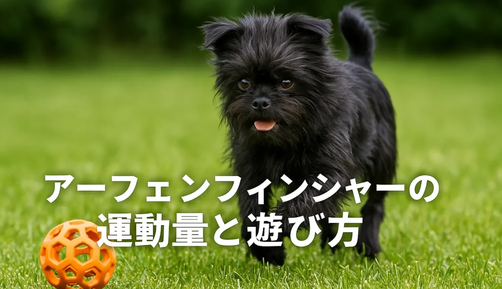 アーフェンフィンシャーの運動量と遊び方