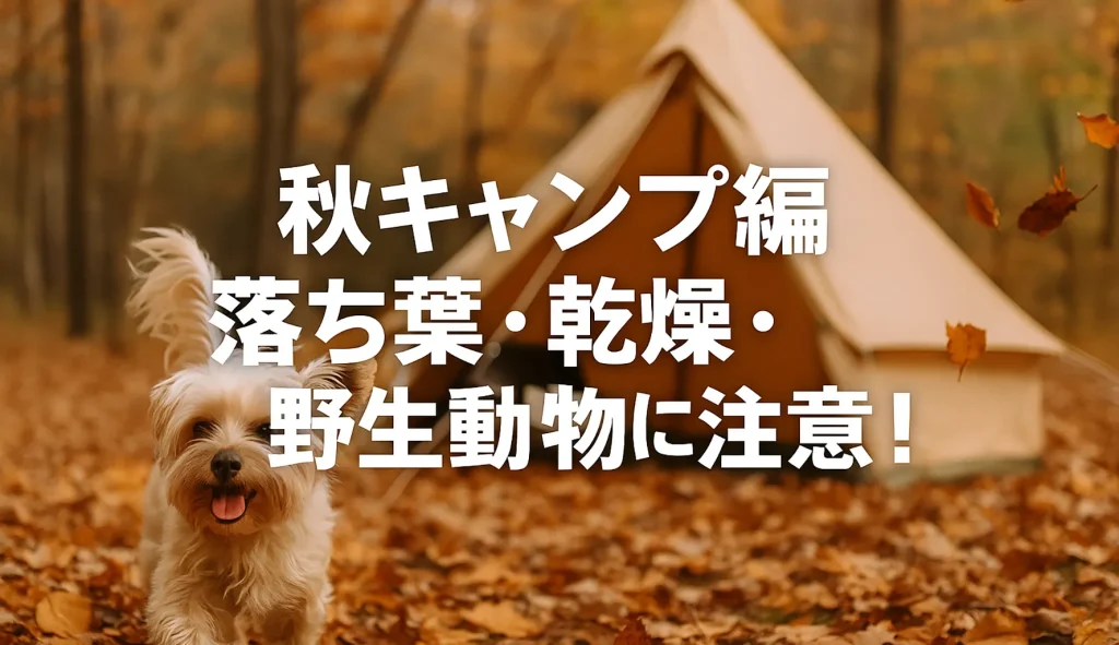 秋キャンプ編:落ち葉・乾燥・野生動物に注意!