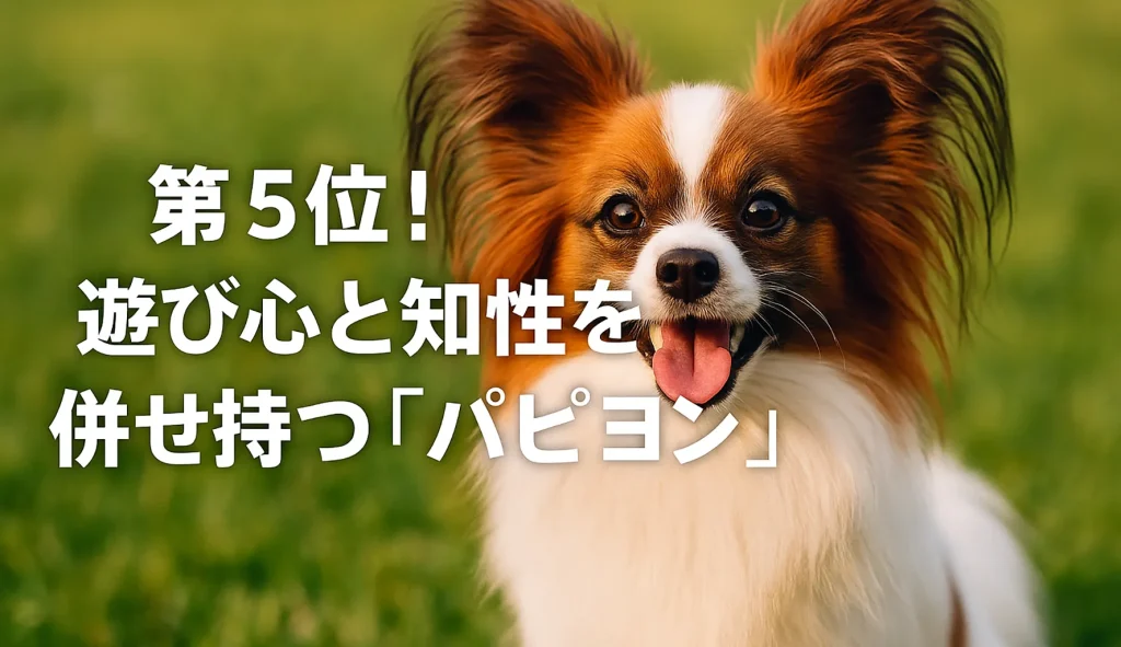第5位!遊び心と知性を併せ持つ「パピヨン」