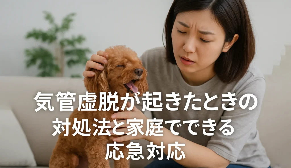 気管虚脱が起きたときの対処法と家庭でできる応急対応