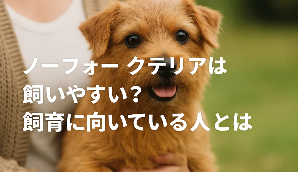 ノーフォークテリアは飼いやすい?飼育に向いている人とは