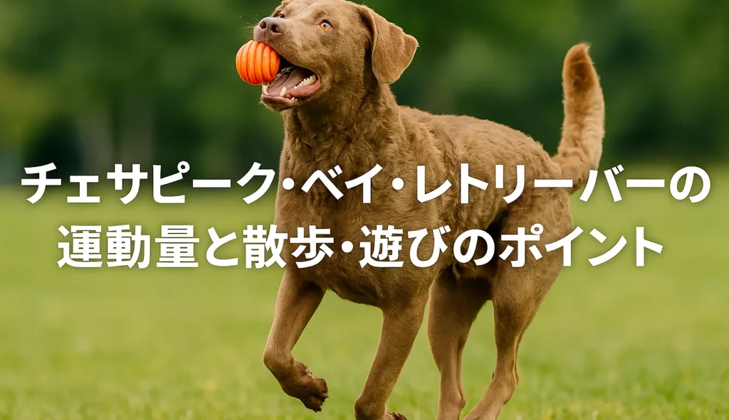 チェサピーク・ベイ・レトリーバーの運動量と散歩・遊びのポイント