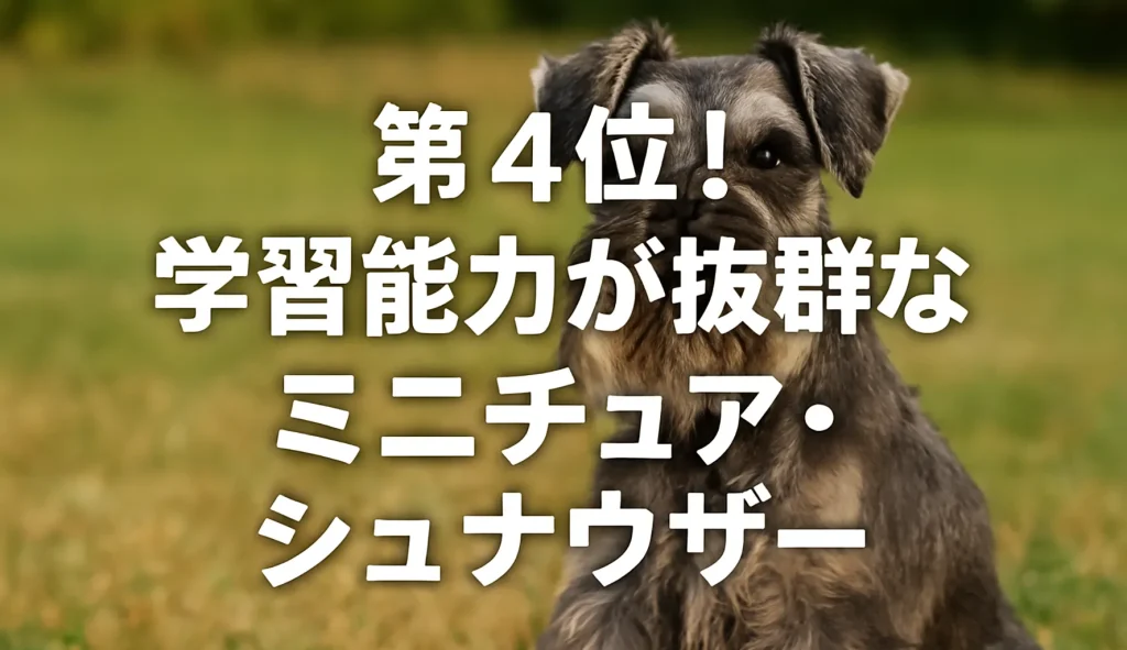 第4位!学習能力が抜群な「ミニチュア・シュナウザー」