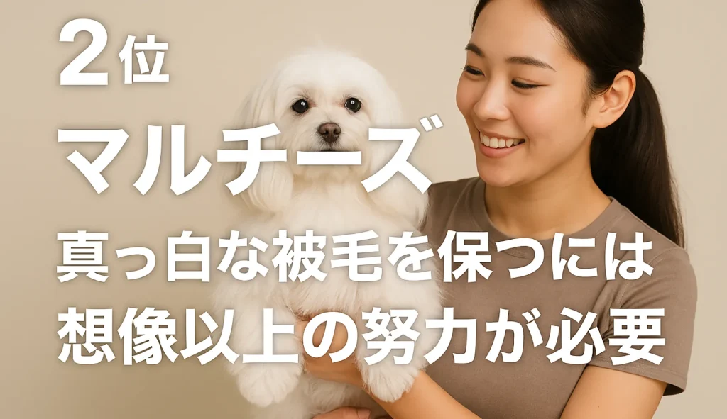 第2位 マルチーズ|真っ白な被毛を保つには想像以上の努力が必要
