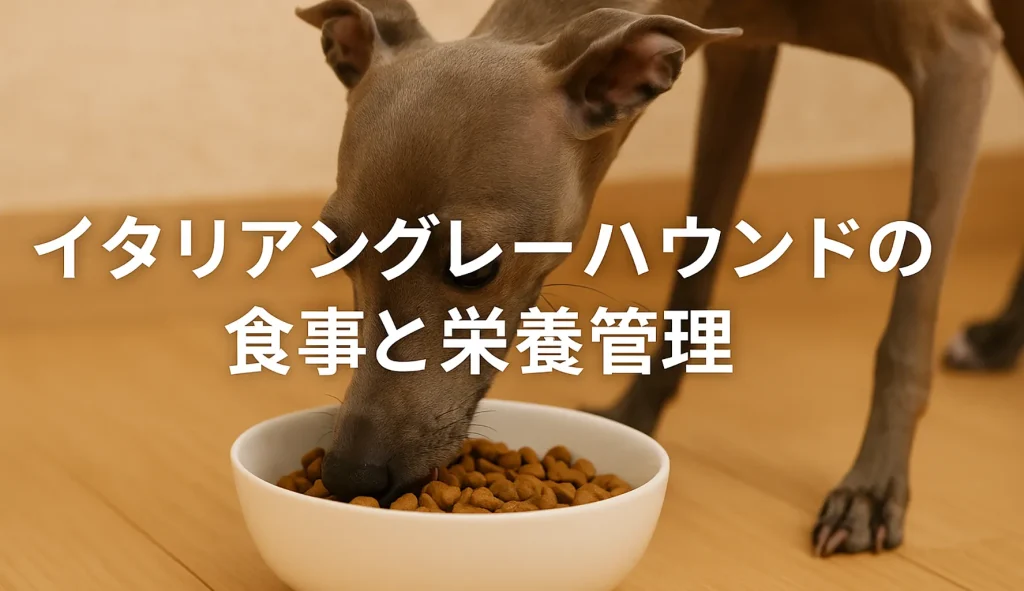 イタリアングレーハウンドの食事と栄養管理