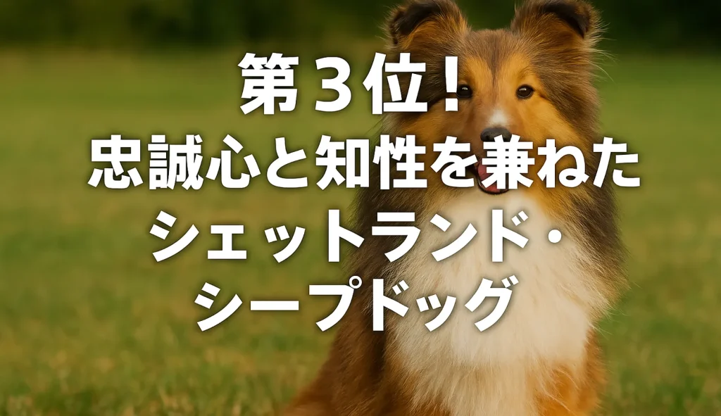 第3位!忠誠心と知性を兼ね備えた「シェットランド・シープドッグ」