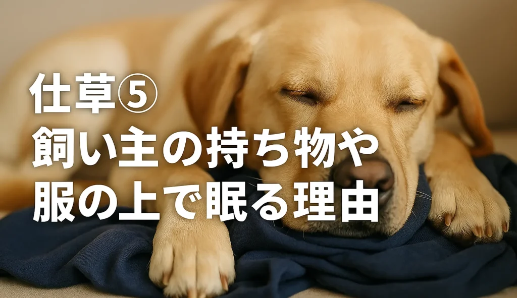 仕草⑤ 飼い主の持ち物や服の上で眠る理由