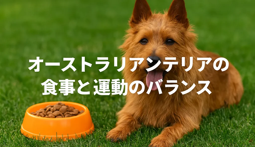 オーストラリアンテリアの食事と運動のバランス