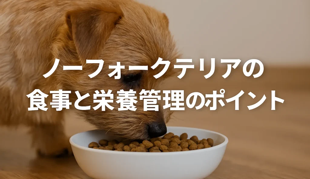 ノーフォークテリアの食事と栄養管理のポイント