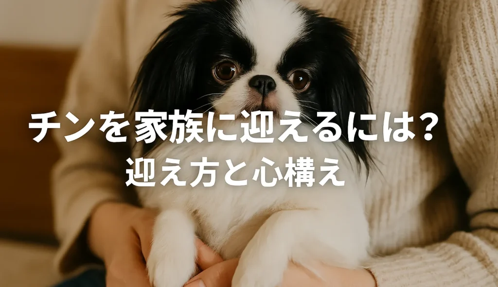 チンを家族に迎えるには?迎え方と心構え