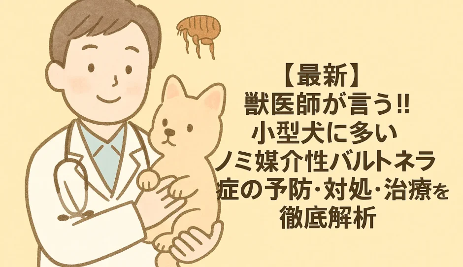 【最新】獣医師が言う!!小型犬に多い「ノミ媒介性バルトネラ症」の予防･対処･治療を徹底解析