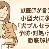 最新】獣医師が言う!!小型犬に多い「犬ブルセラ症」の予防･対処･治療を徹底解析