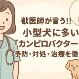 【最新】獣医師が言う!!小型犬に多い「カンピロバクター腸炎」の予防･対処･治療を徹底解析