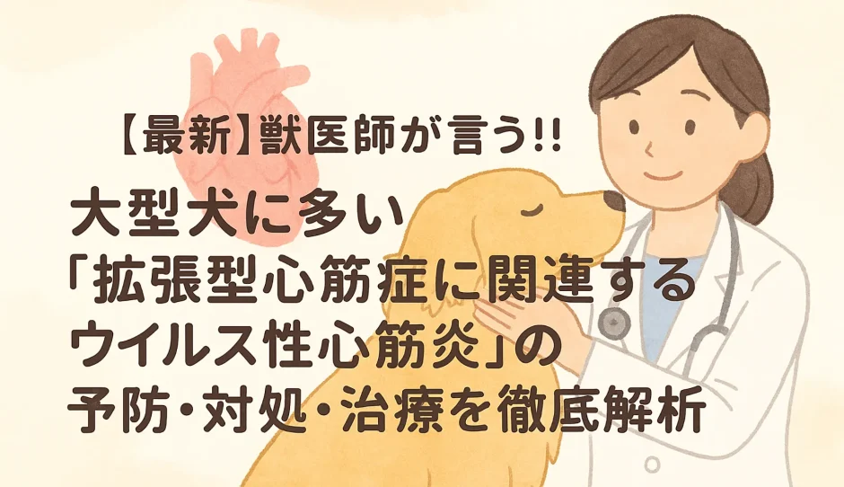 【最新】獣医師が言う!!大型犬に多い「拡張型心筋症に関連するウイルス性心筋炎」の予防･対処･治療を徹底解析