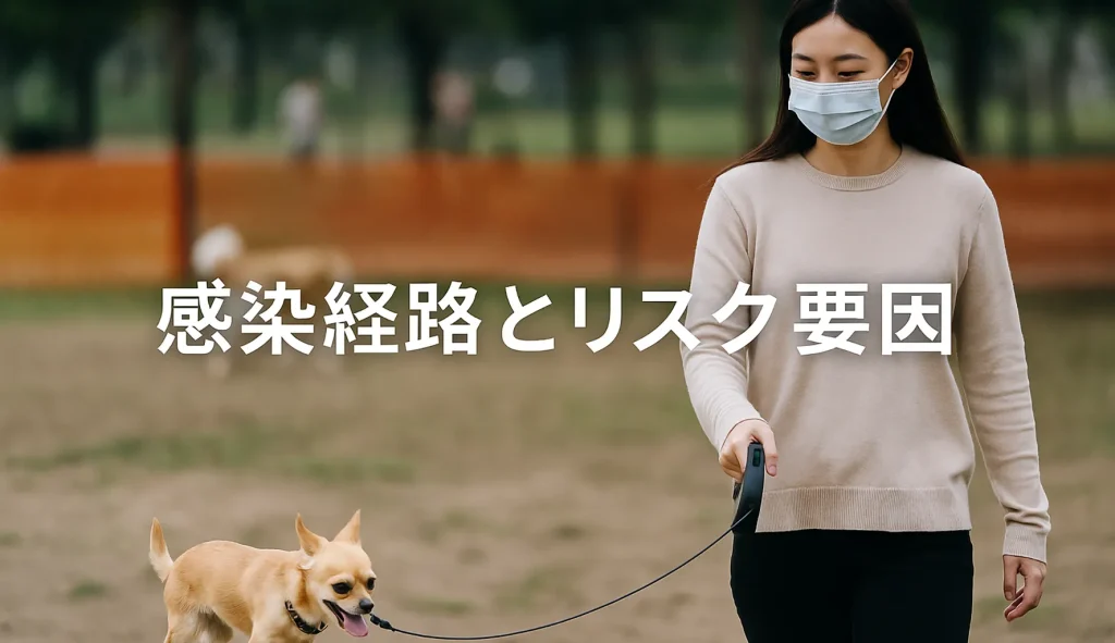 感染経路とリスク要因