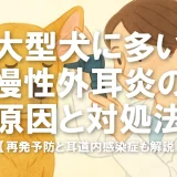 大型犬に多い慢性外耳炎の原因と対処法｜再発予防と耳道内感染症も解説
