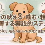 【獣医監修ではないけれど】愛犬の吠える・噛む・粗相を改善する実践的ステップ